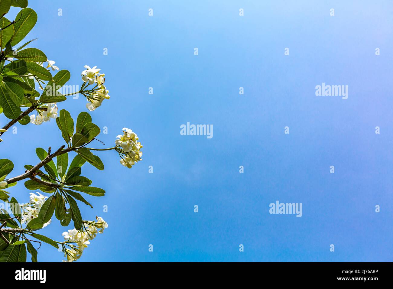 Frangipani, (Plumeria alba), arbre de temple, complexe hôtelier Dusit Thani, Hua Hin, province de Prachuap Khiri Khan, Thaïlande, Golfe de Thaïlande, Asie Banque D'Images