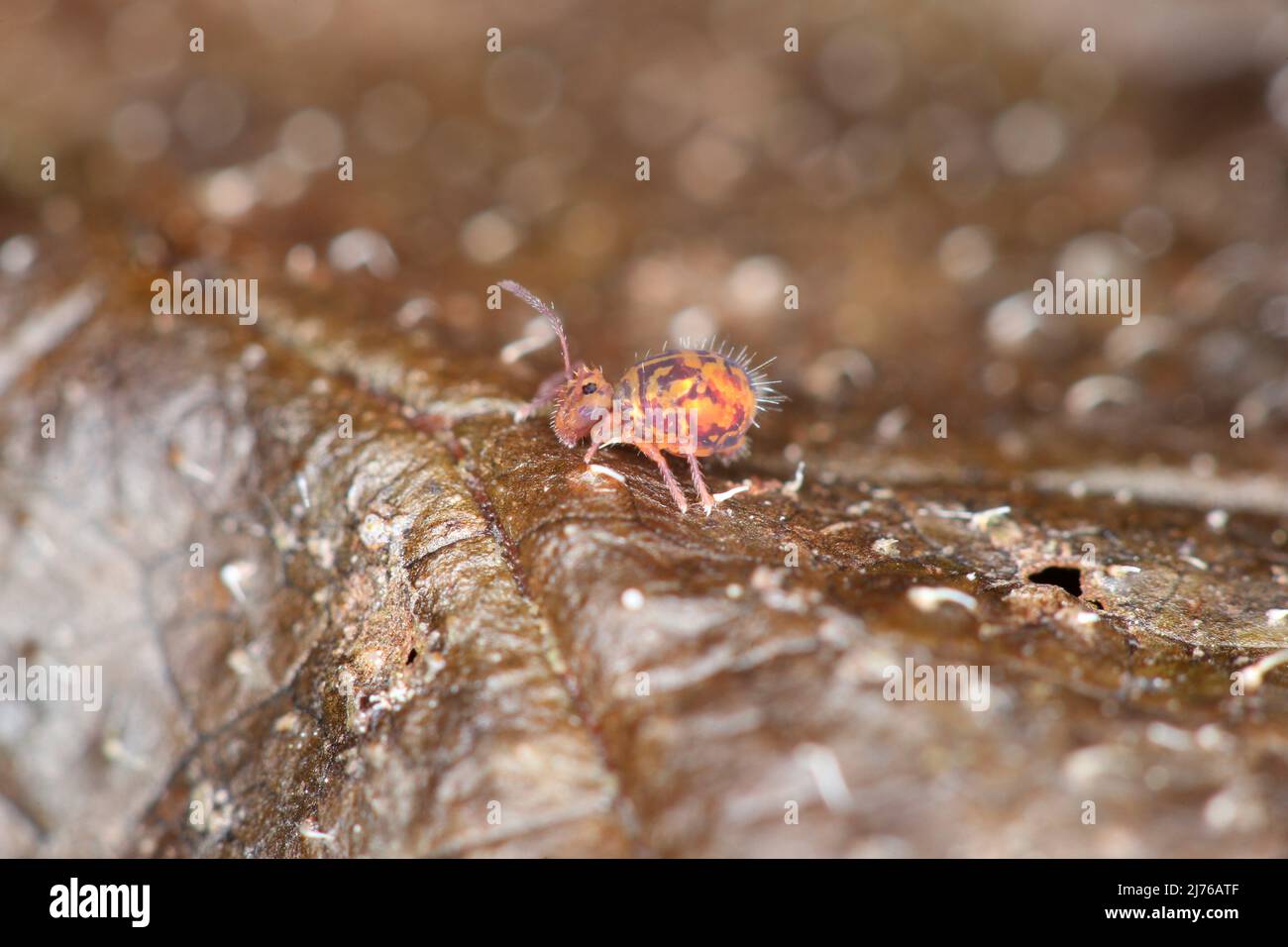 Le printemps coloré (Dicyrtomina ornata) sur les feuilles mortes Banque D'Images