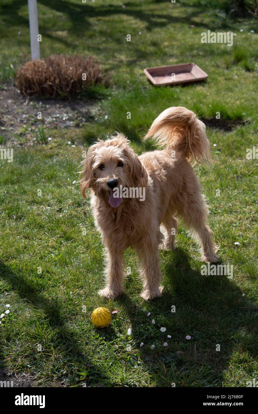 Un chien (Mini Goldendoodle) colle sa langue et son pantalon. Banque D'Images