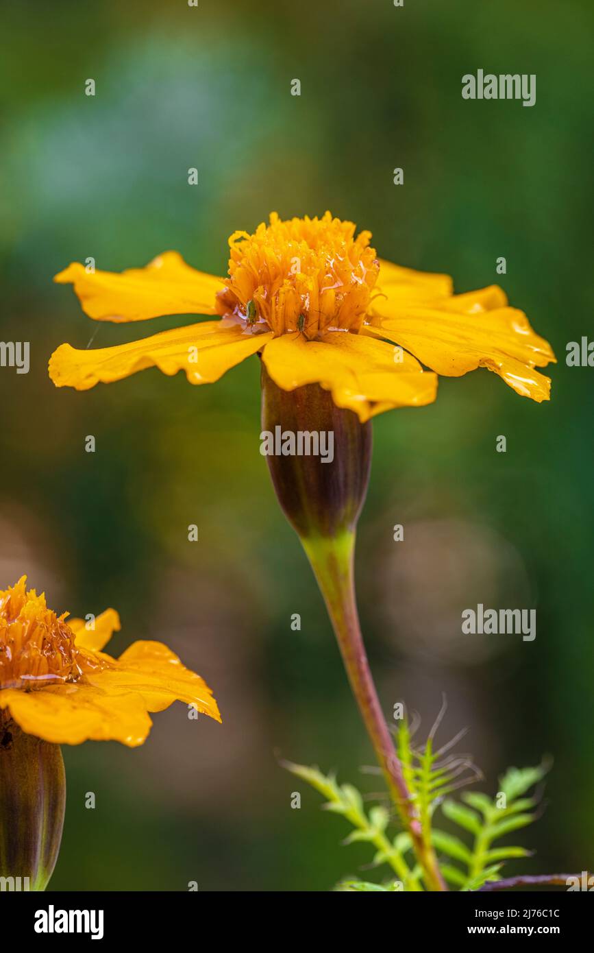 Marigot français (Tagetes patula hybride), fleur jaune vif - orange. Banque D'Images