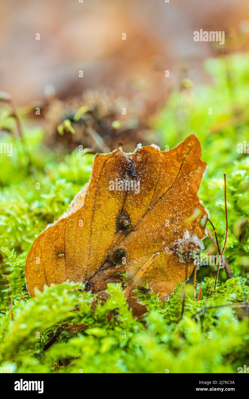 feuille tombée sur le fond de la forêt, nature en détail, forêt encore en vie, givre Banque D'Images