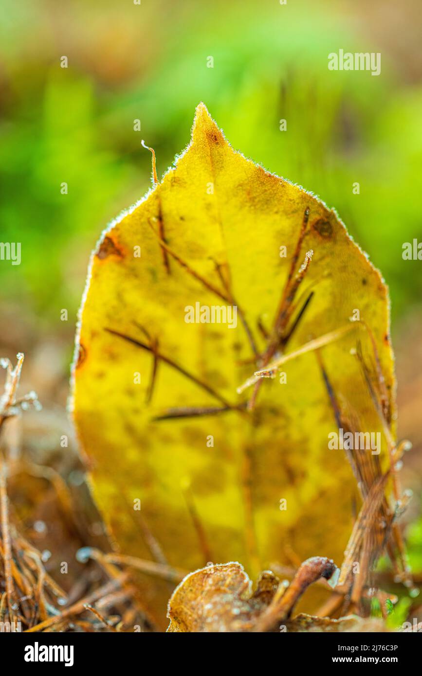 feuille tombée sur le fond de la forêt, nature en détail, forêt encore en vie, givre Banque D'Images