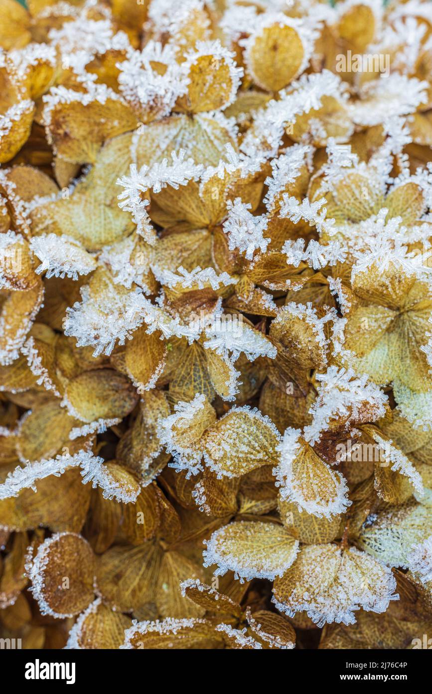 Une fleur d'hortensia brun pâle, gros plan, givre, image d'arrière-plan Banque D'Images