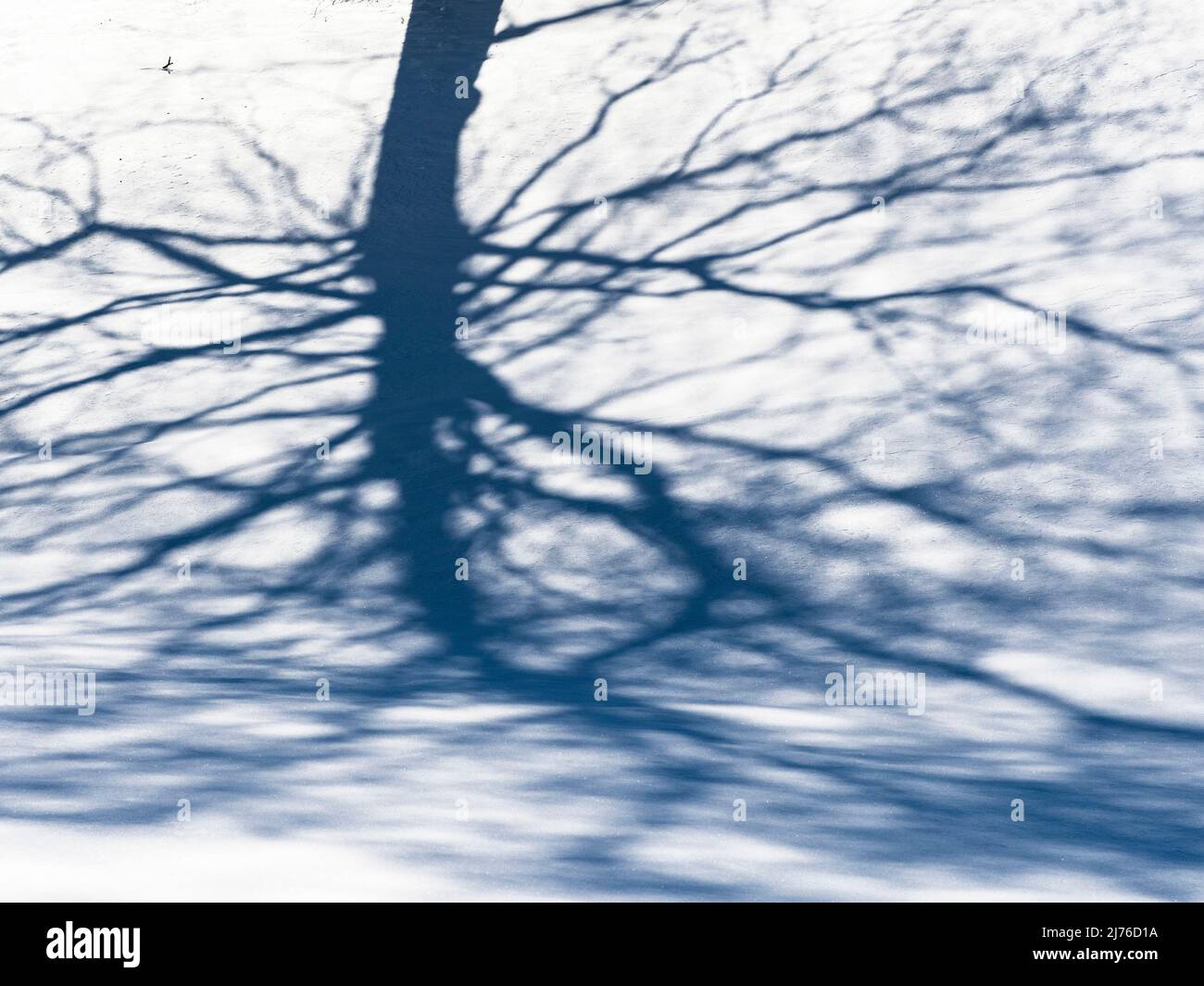 Ombre d'arbre dans la neige, motif abstrait Banque D'Images