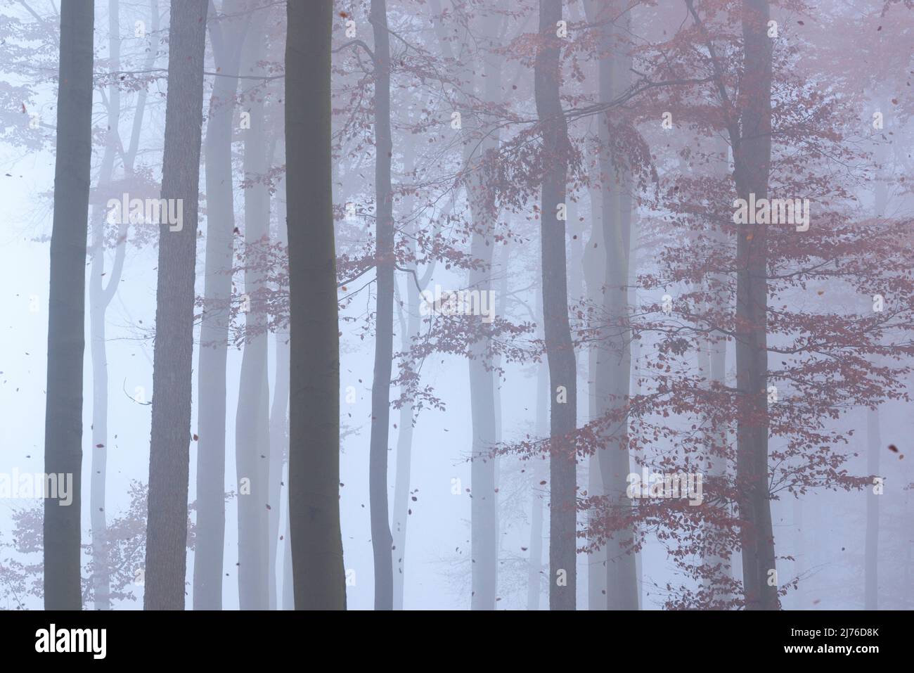 Forêt de hêtre d'automne, feuilles en chute, humeur de brouillard, Allemagne, Hesse, Parc naturel Lahn-Dill-Bergland, près de Siegbach Banque D'Images