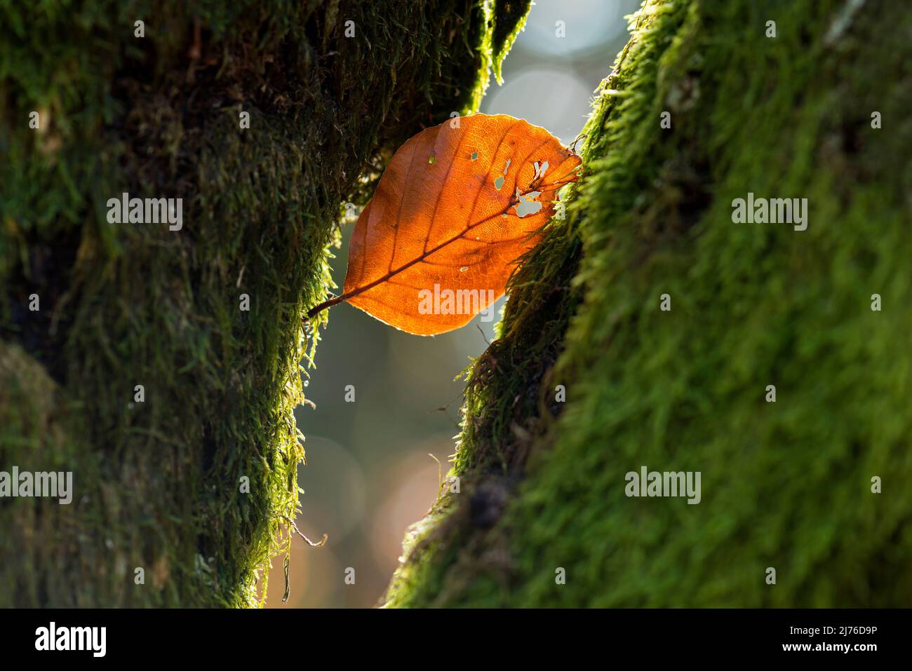 Une feuille est suspendue entre les branches de mousse, l'ambiance d'automne, le contre-jour, la France, les Vosges Banque D'Images