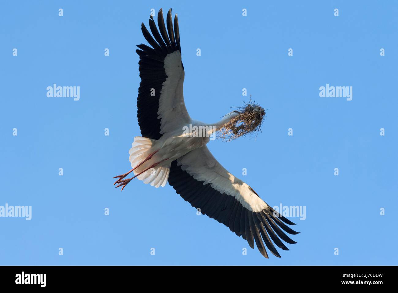 Ciconie blanche volant (Ciconia ciconia) avec matériel de nidification dans le bec, printemps, Hesse, Allemagne, Europe Banque D'Images