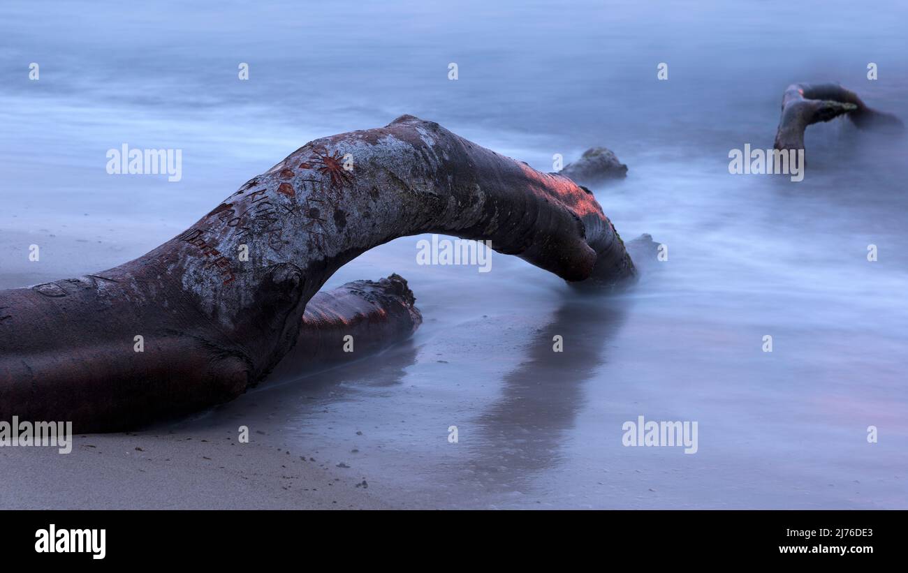 Ambiance du soir sur la plage ouest, eaux usées autour d'un arbre tombé, Mer Baltique, Allemagne, Mecklenburg-Poméranie occidentale, péninsule Fischland-Darß-Zingst Banque D'Images