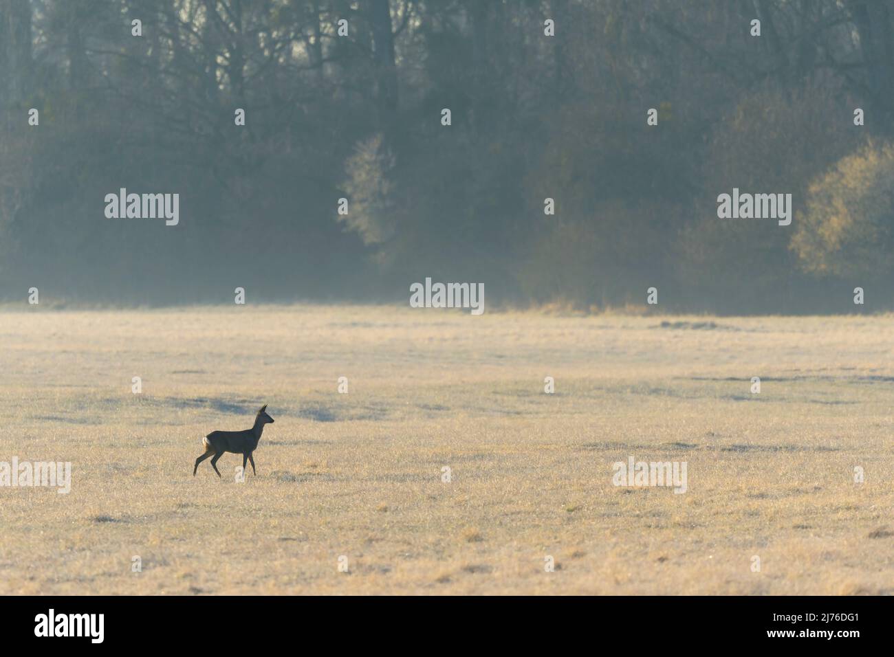 Cerf de Virginie (Doe) sur un pré, Capranolus capranolus, printemps, Hesse, Allemagne, Europe Banque D'Images