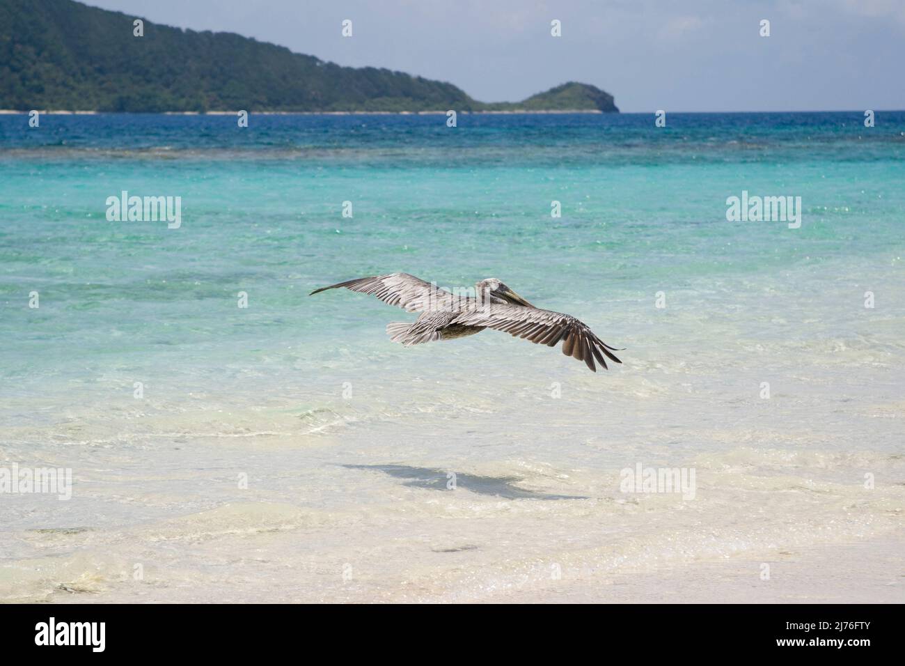 Pelican flying Banque D'Images