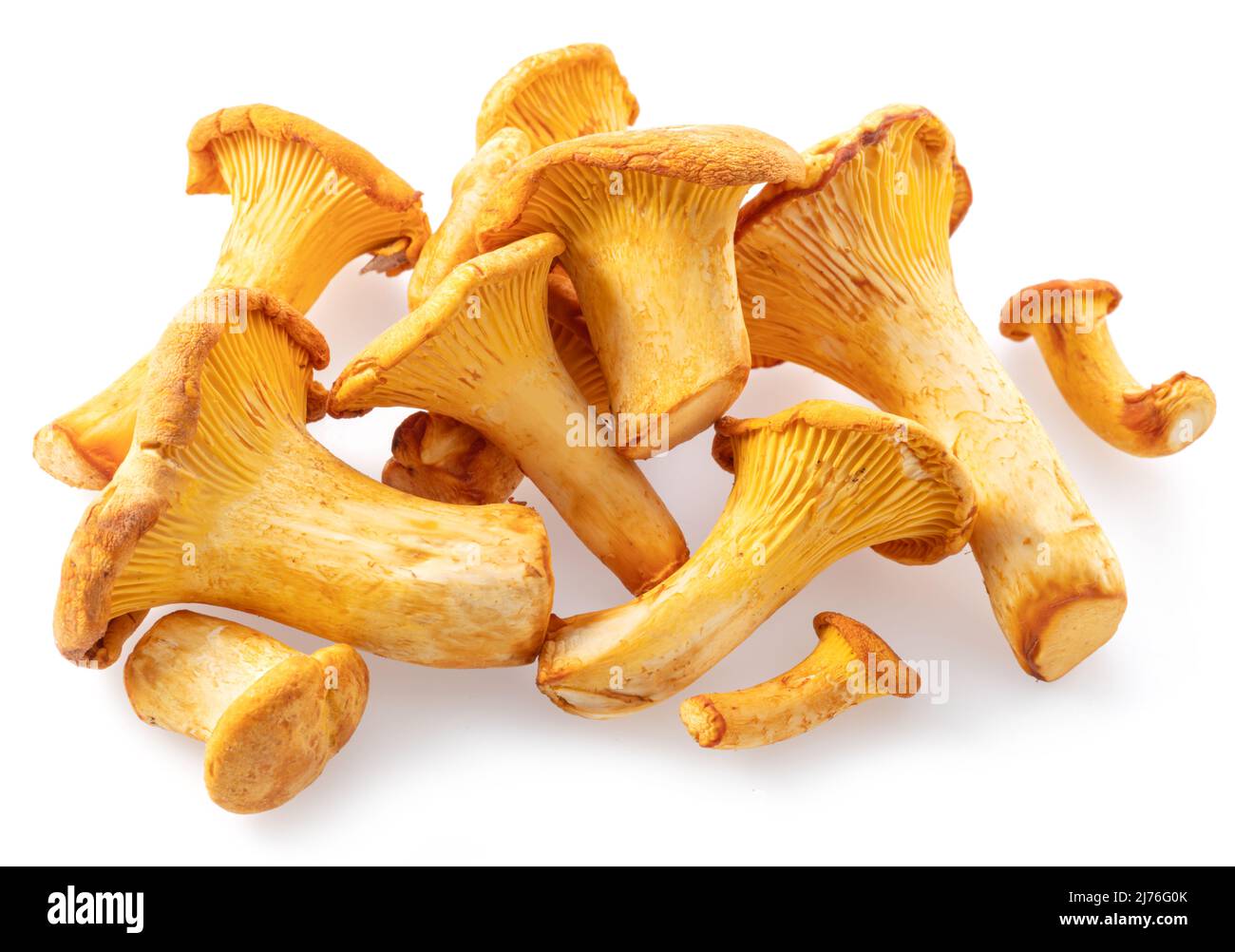 Chanterelle dorée isolée sur fond blanc. Banque D'Images