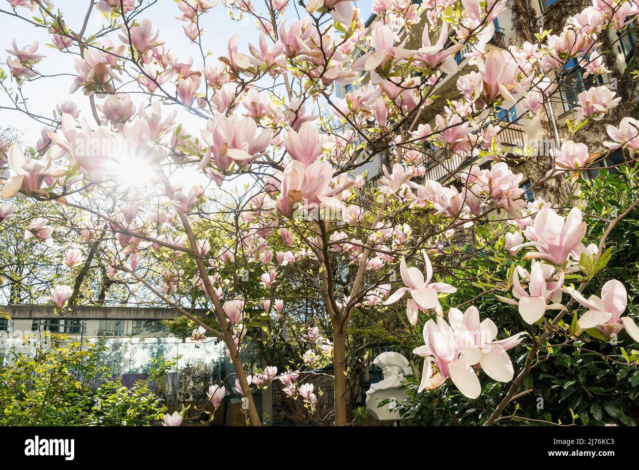 Berlin, Mitte, Hackesche Höfe, cour verte, fleurs de magnolia Banque D'Images