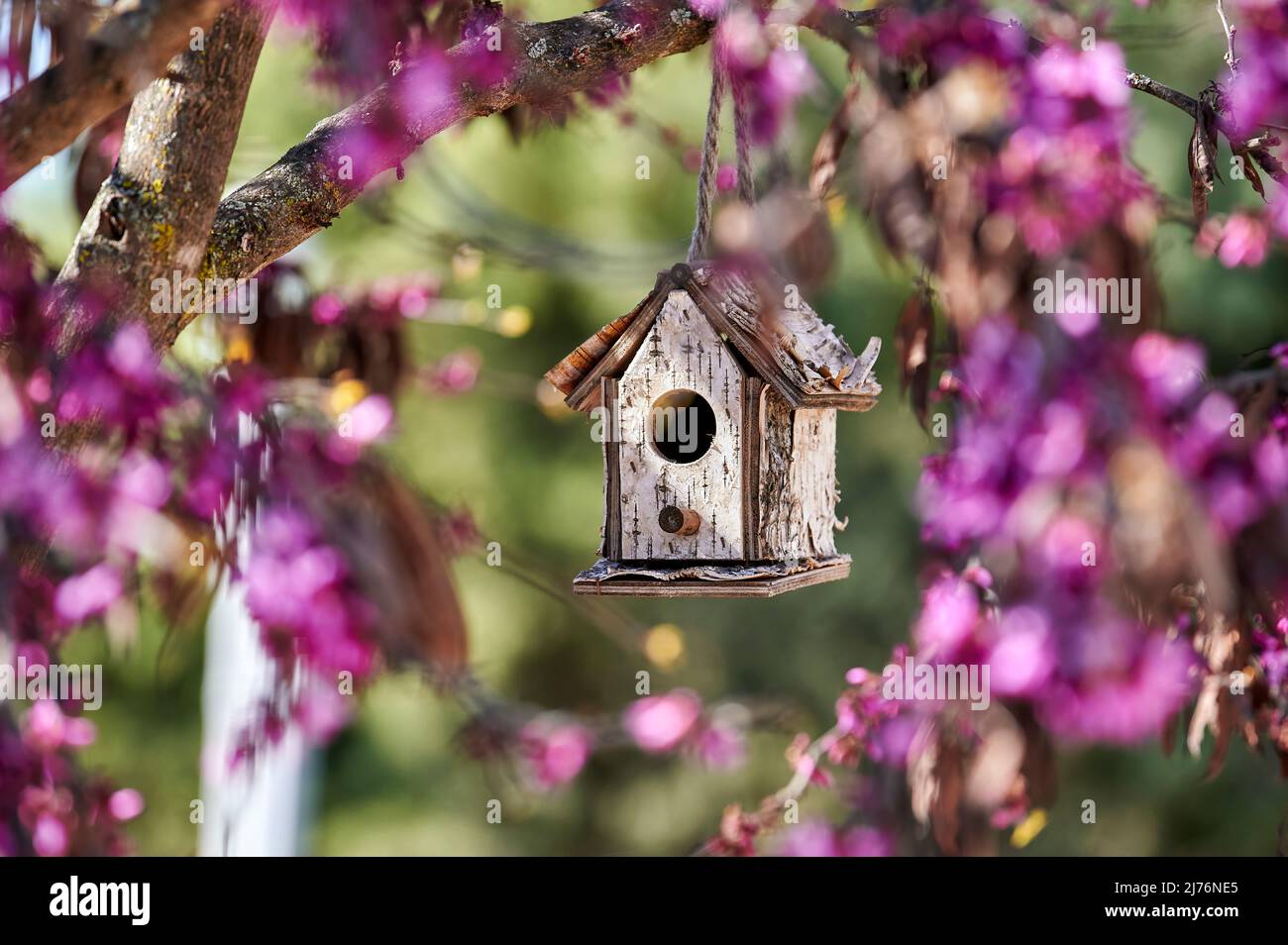 Un bon mangeoire pour les oiseaux en forme de maison accrochée aux branches d'un arbre parmi les fleurs violettes Banque D'Images