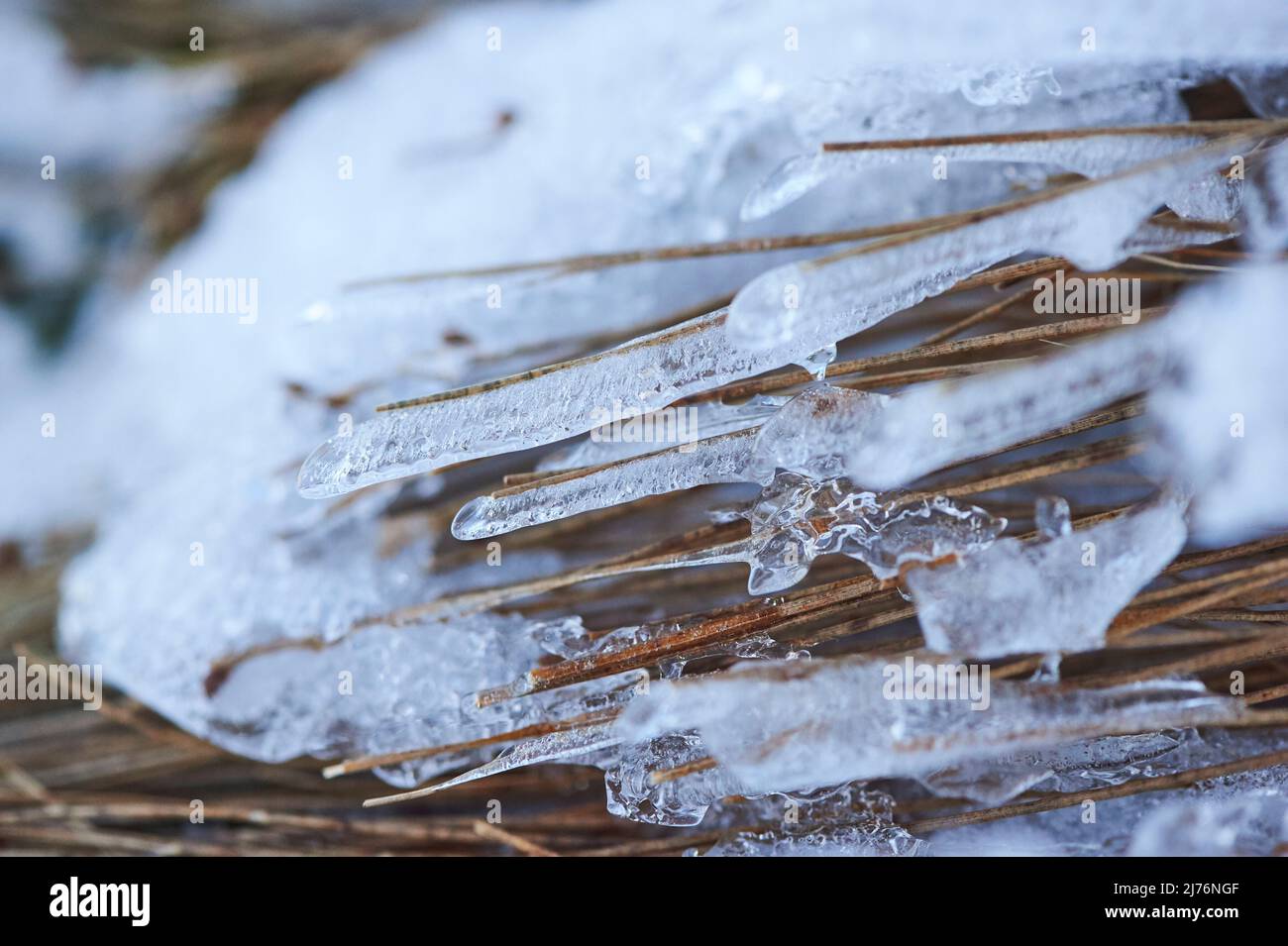 Cristaux de glace sur les restes de plantes, Bavière, Allemagne Banque D'Images