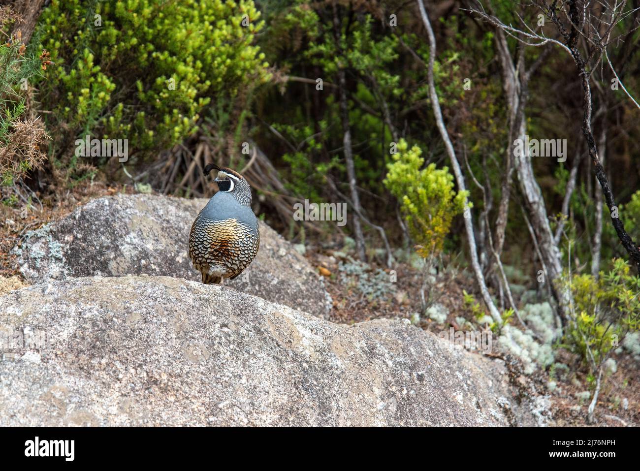 Oiseau de caille mâle de Californie posé sur un rocher dans le parc national d'Abel Tasman, Nouvelle-Zélande Banque D'Images
