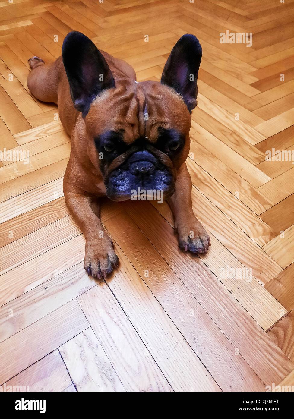 Le chien de taureau de fauve se trouve sur le parquet. Banque D'Images