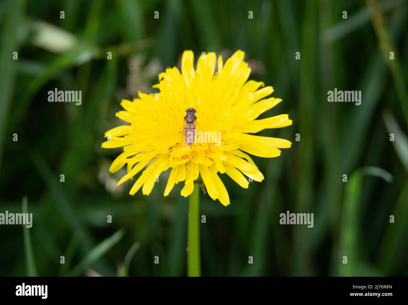 Pissenlit jaune sauvage avec herbe verte comme arrière-plan Banque D'Images