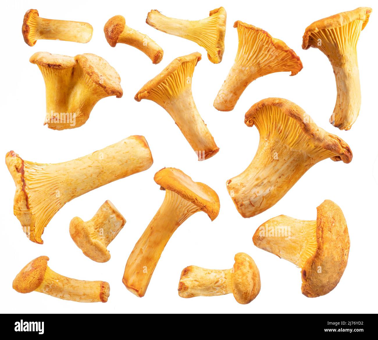 Chanterelle dorée isolée sur fond blanc. Banque D'Images