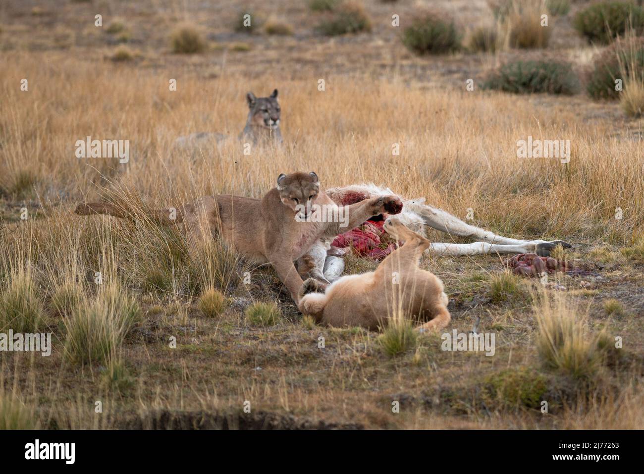 Pumas luttant sur une carcasse de Guanaco, Chili Banque D'Images