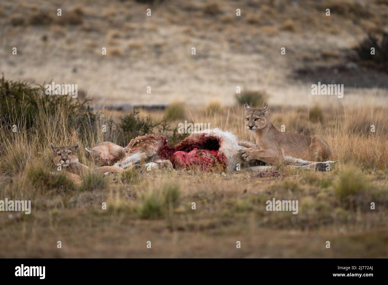 Puma se nourrissant sur une carcasse de Guanaco, Chili Banque D'Images