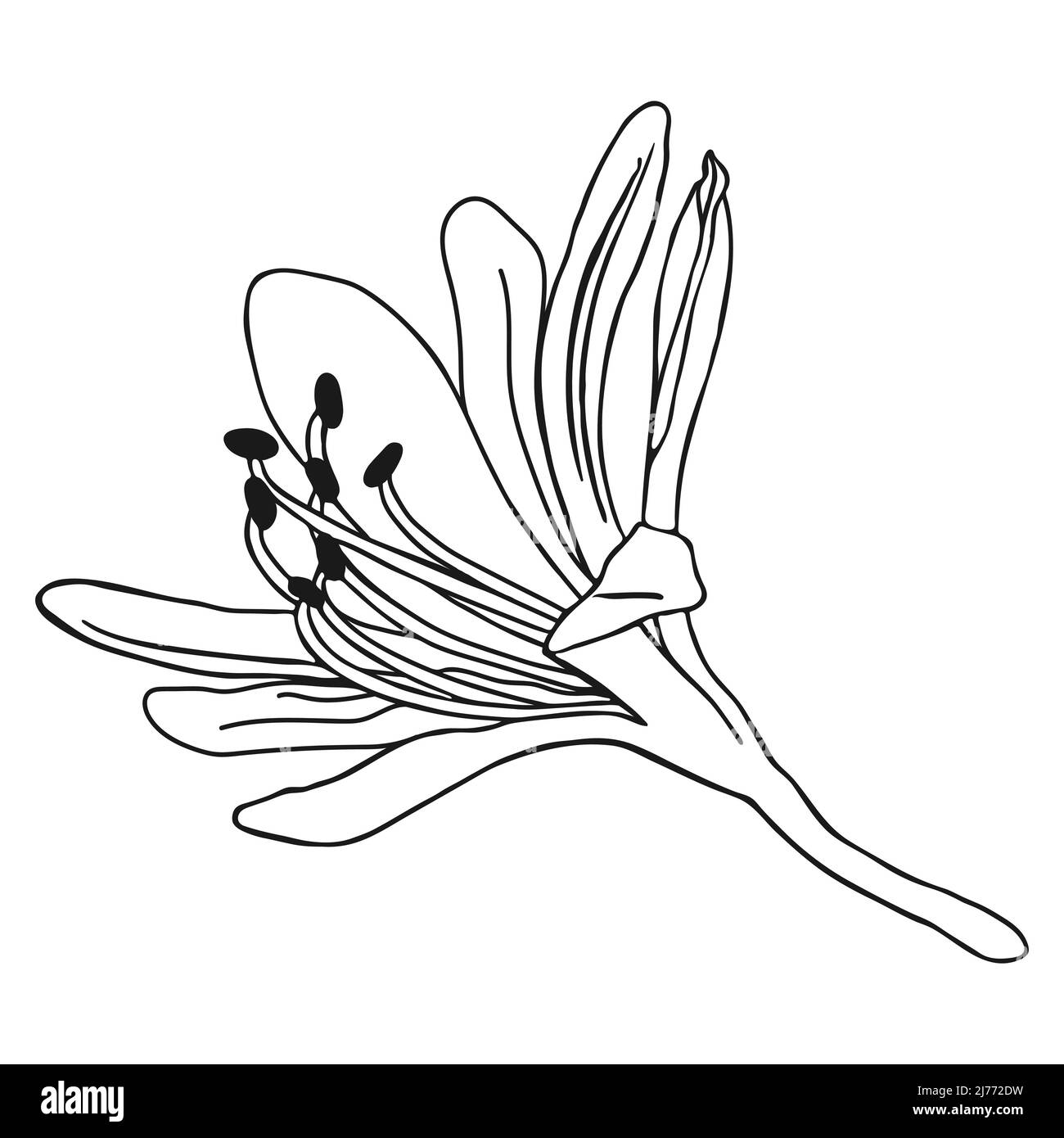 Magnifique croquis de fleurs de nénuphars. Dessin de lys de Doodle. Dessin simple à la main d'une fleur. Contour noir. Illustration vectorielle. Illustration de Vecteur