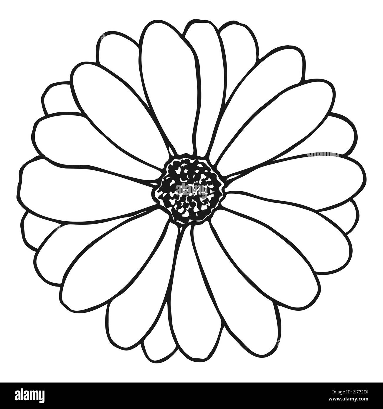 Croquis de fleurs de camomille. Dessin Daisy. Dessin simple à la main d'une fleur. Contour noir. Illustration vectorielle. Illustration de Vecteur