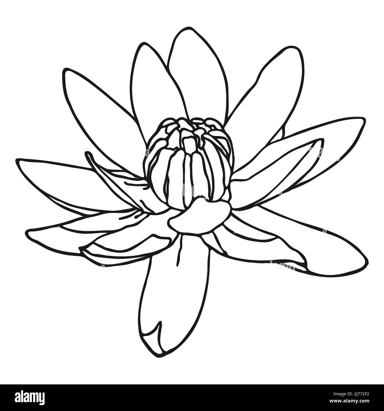 Croquis de fleurs de Lotus. Croquis de Doodle Lotus. Dessin simple à la main d'une fleur. Contour noir. Illustration vectorielle. Illustration de Vecteur