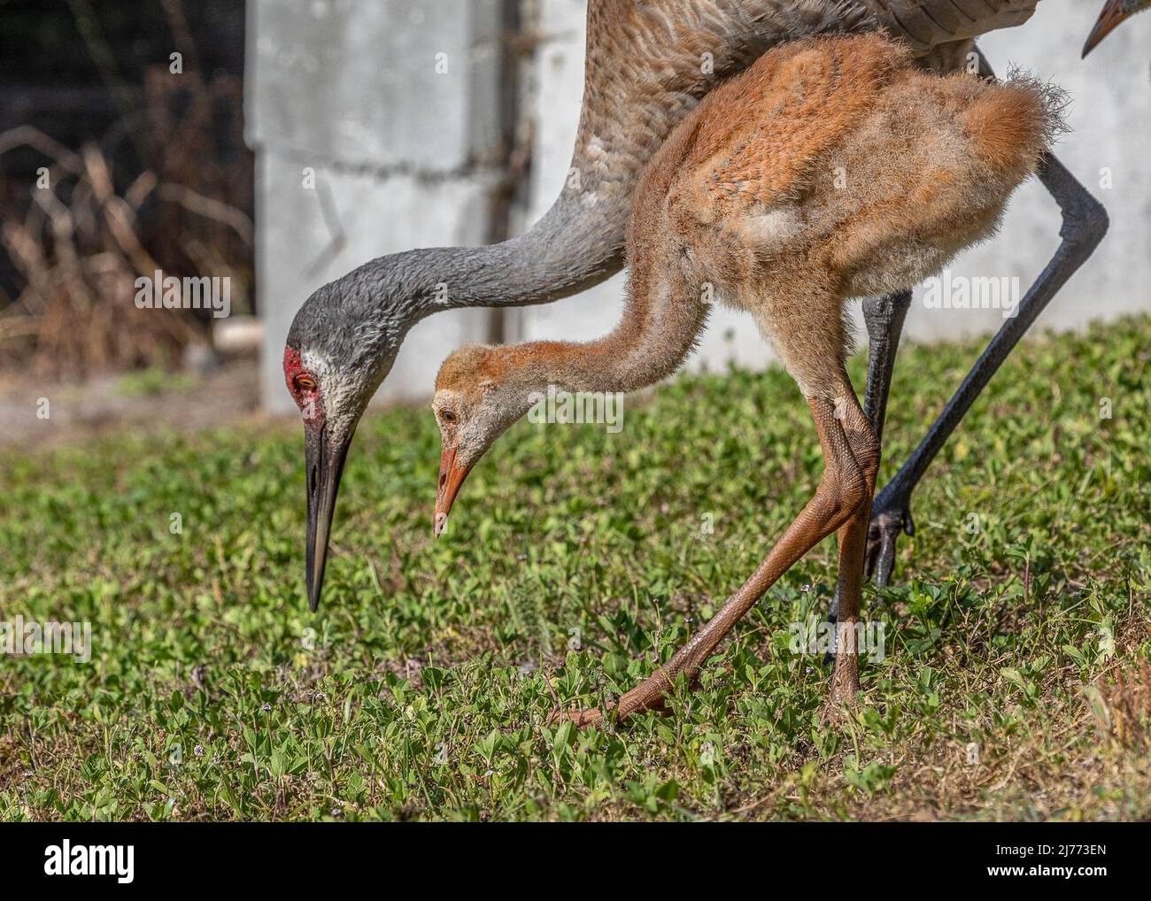 Une grue à sable aide son jeune colt à chasser vers pour manger Banque D'Images