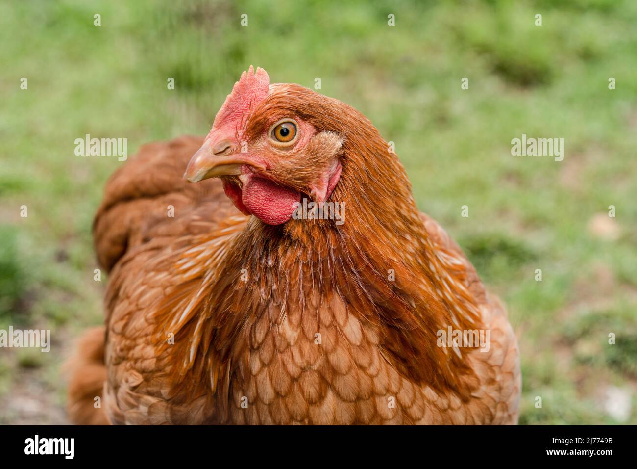 Gros plan de poulet sur une ferme de volaille en liberté dans le comté de Lancaster, en Pennsylvanie Banque D'Images