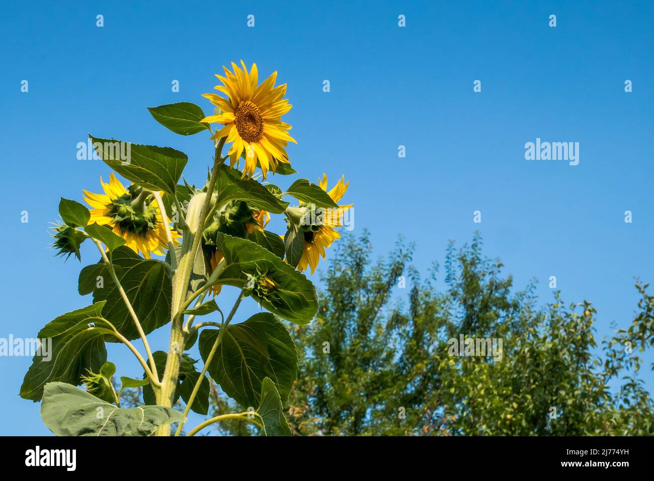 Beau tournesol par beau temps ensoleillé avec un fond naturel. Mise au point sélective. Banque D'Images