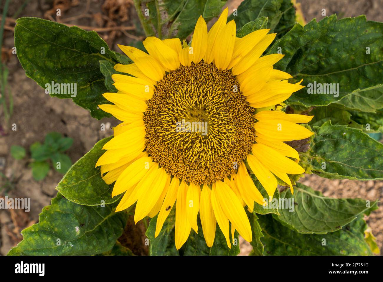 Beau tournesol par beau temps ensoleillé avec un fond naturel. Mise au point sélective. Banque D'Images