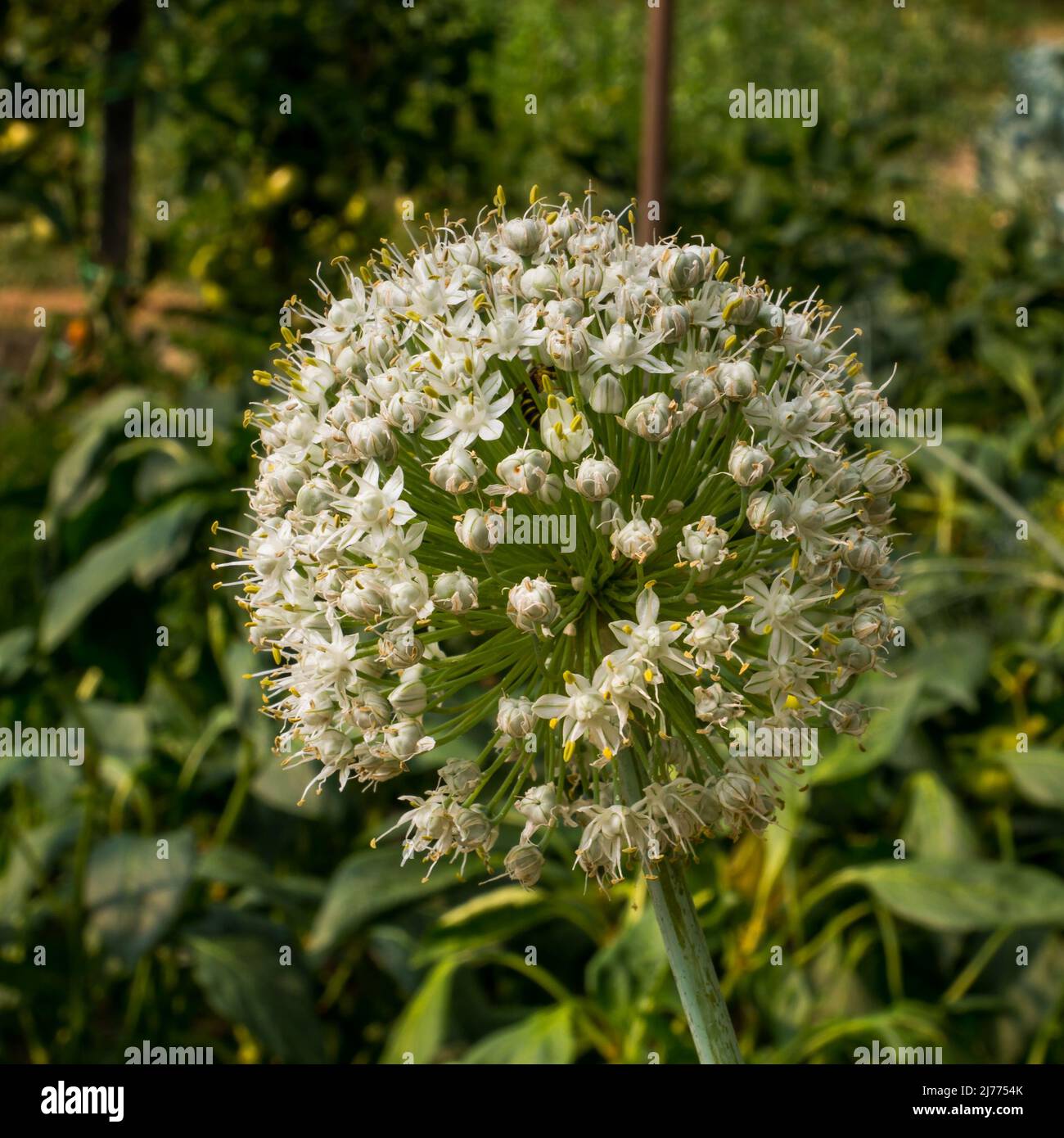 Fleur d'oignon dans le jardin. Gros plan. Banque D'Images