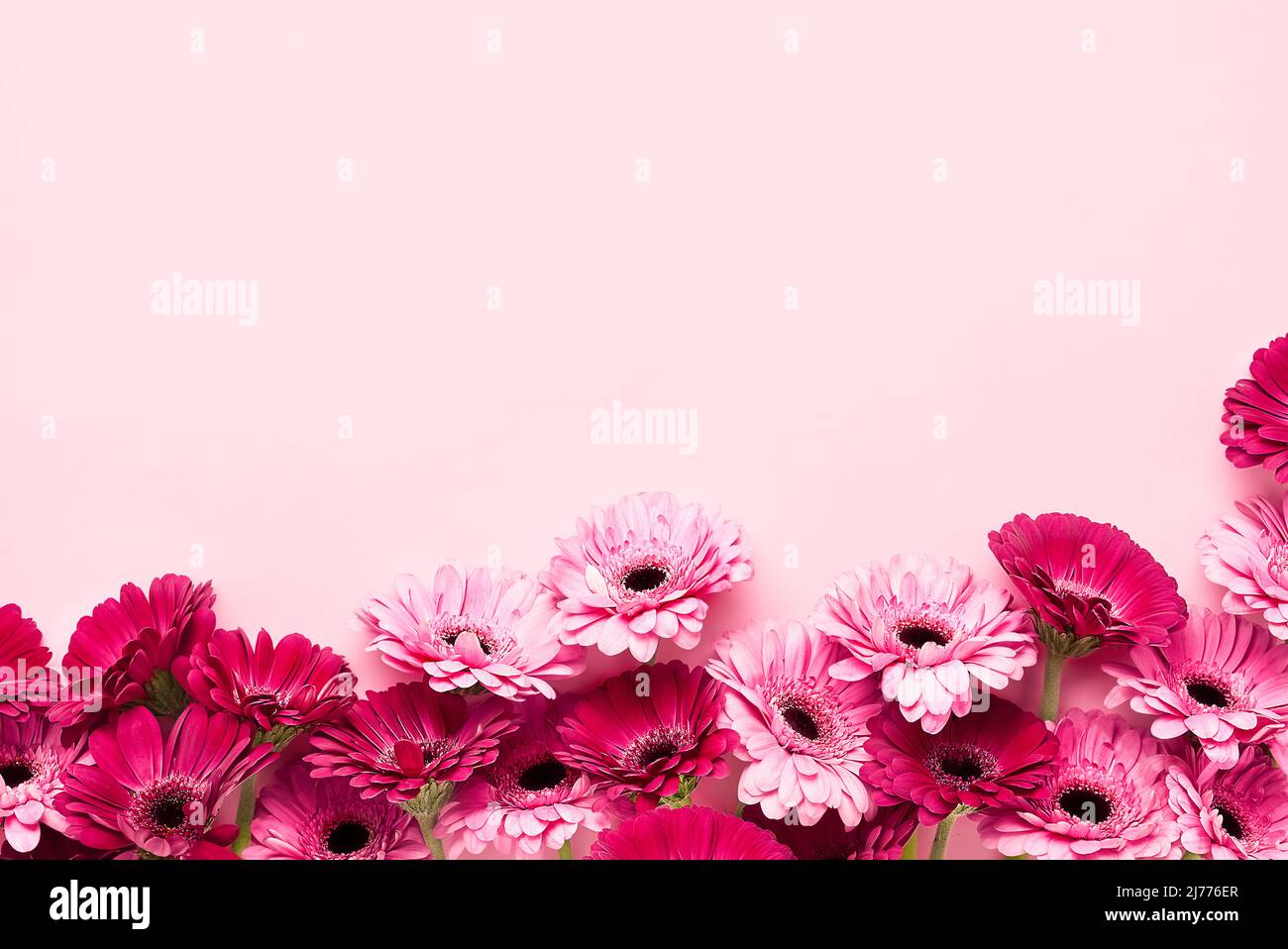 Gerbera rose fleurit sur fond rose. Fête des mères, jour de la Saint-Valentin, concept d'anniversaire. Vue de dessus, espace de copie Banque D'Images