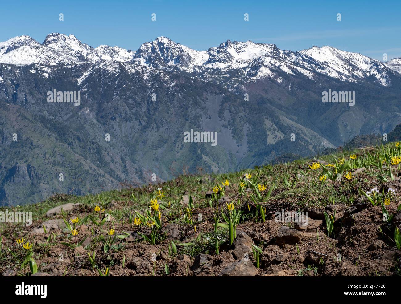 Les sept Devils Mountains avec un champ de Glacier Lilies en premier plan, Hells Canyon National Recreation Area, à la frontière de l'Oregon Idaho Banque D'Images