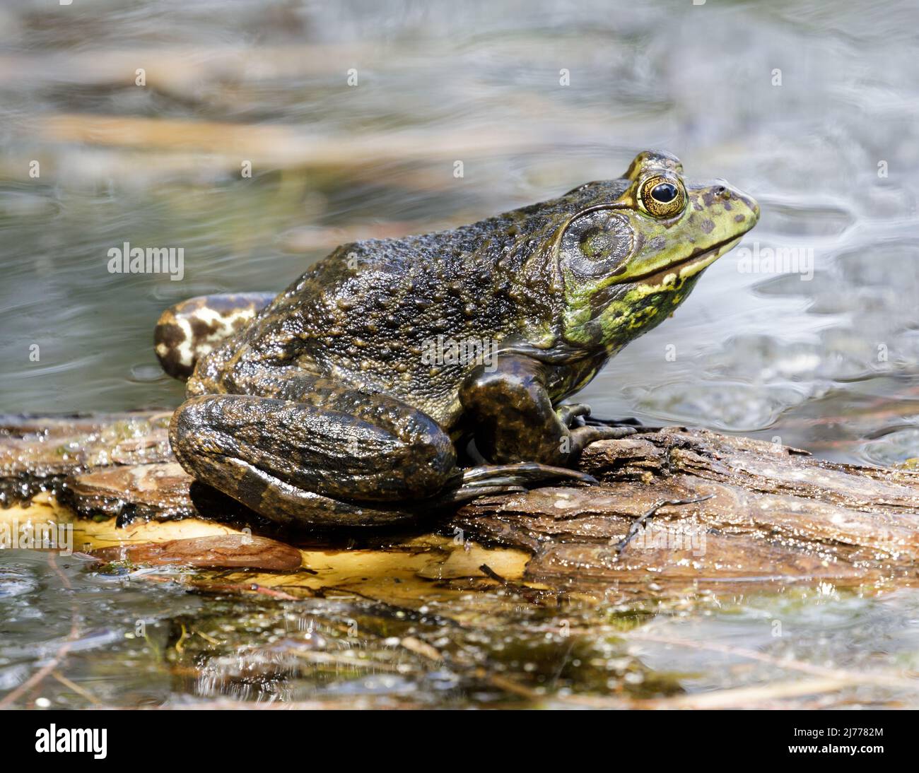 Américain Bullfrog adulte homme assis au-dessus de l'eau. Foothills Park, comté de Santa Clara, Californie, États-Unis. Banque D'Images