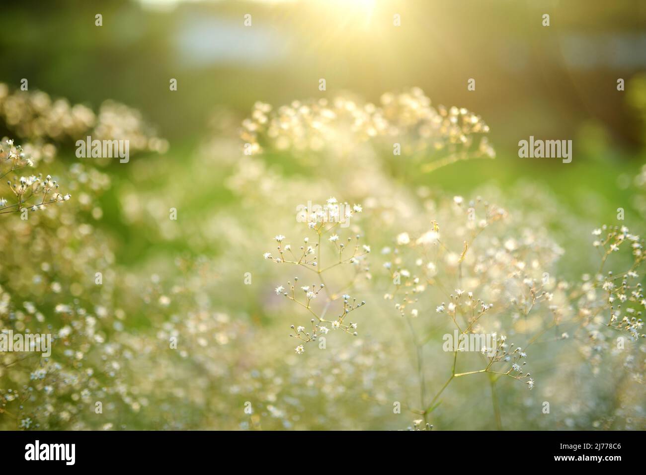 Gypsophila elgans plante fleurir dans le jardin le jour ensoleillé d'été. Fleurs à souffle de bébé en pleine fleur sur le lit de fleur à l'extérieur. La beauté dans la nature. Banque D'Images
