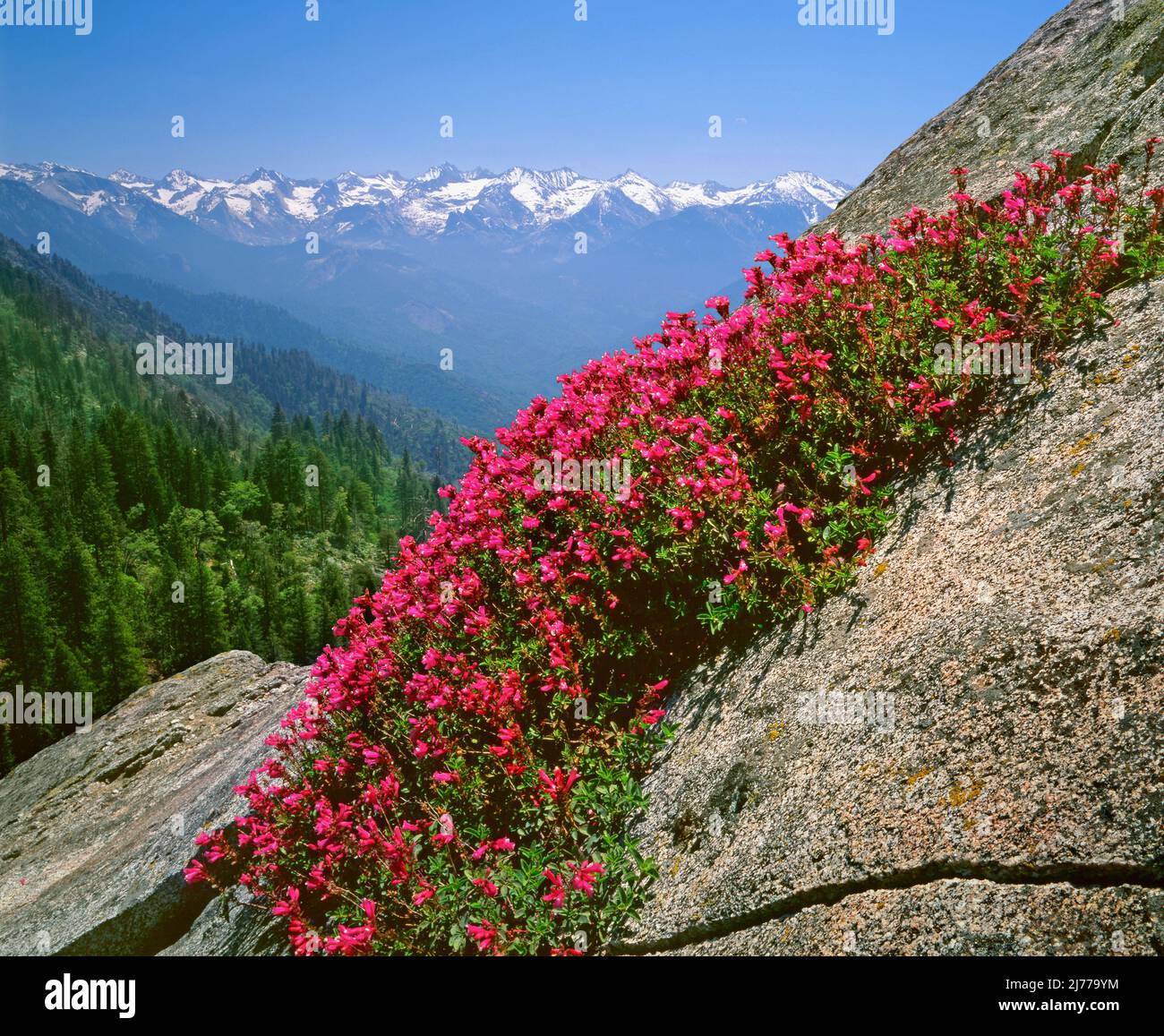 Floraison Penstemon sur Moro Rock, parc national de Kings Canyon, Californie Banque D'Images