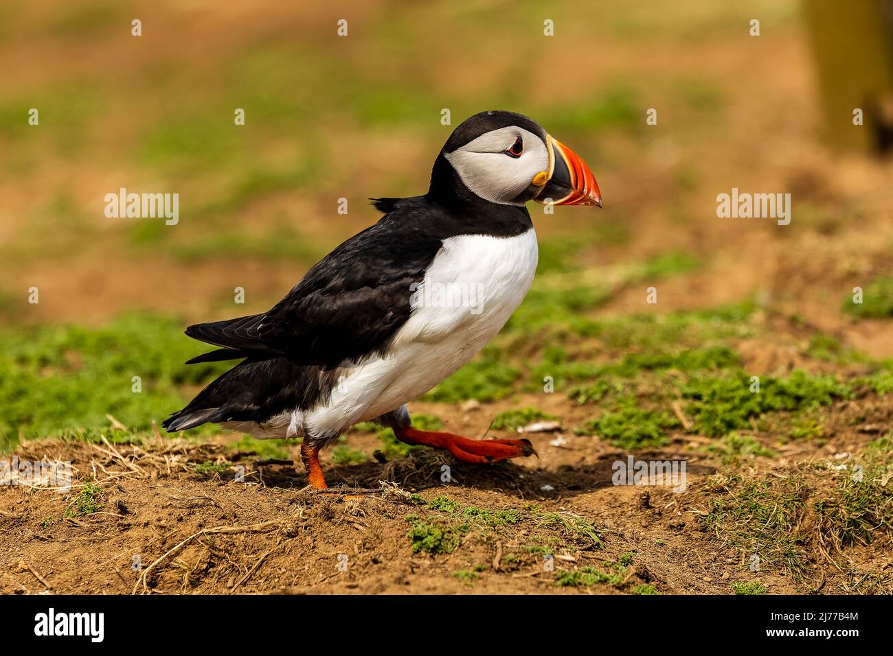 Puffin mignon et coloré (Fratercula arctica) traversant la zone de nidification en haut de la falaise vers son terrier (Skomer, pays de Galles, Royaume-Uni) Banque D'Images Puffin mignon et coloré (Fratercula arctica) traversant la zone de nidification en haut de la falaise vers son terrier (Skomer, pays de Galles, Royaume-Uni) Banque D'Images