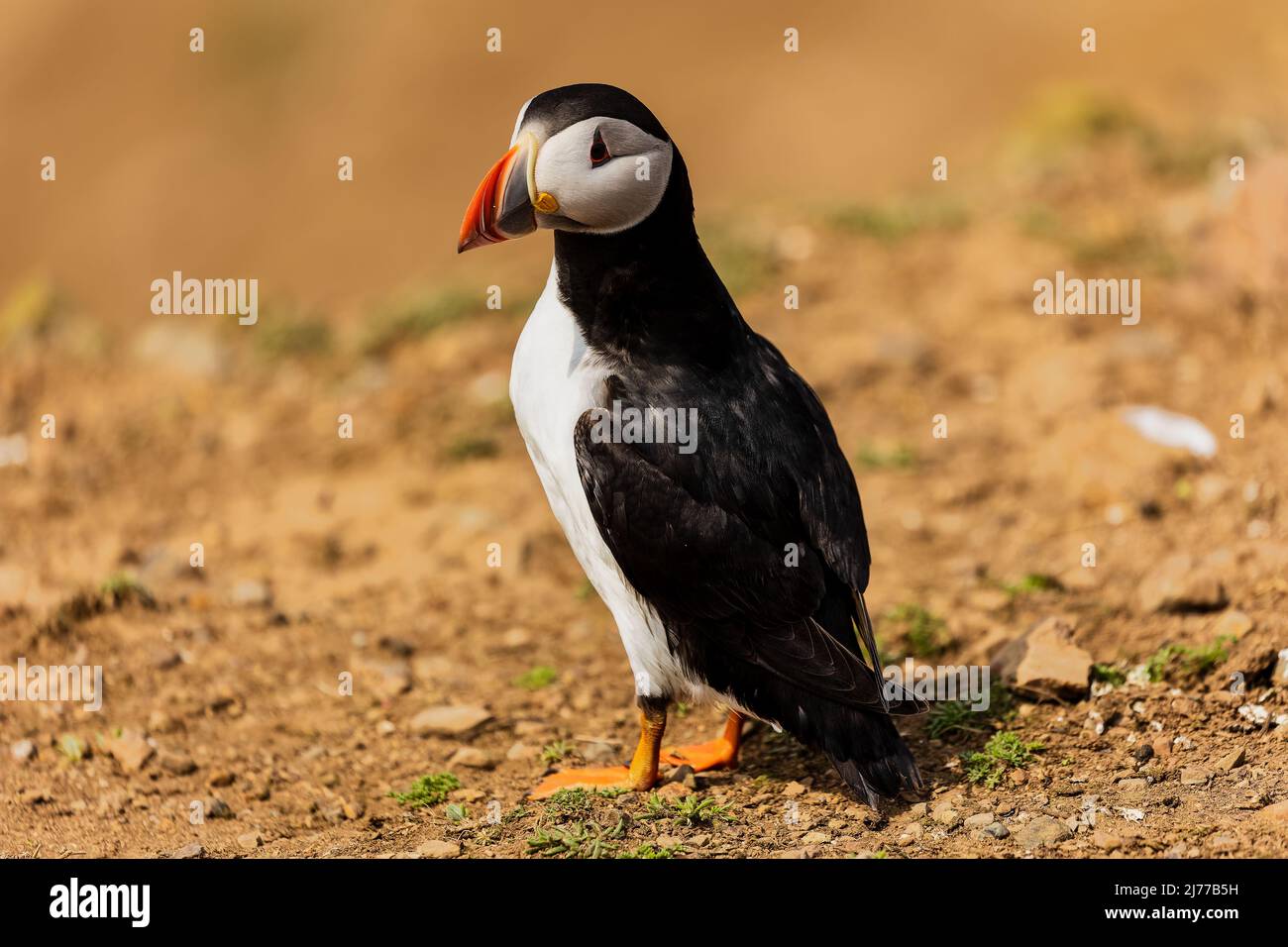 Curious Atlantic Puffin (Fratercula arctica) se tenant près de son troc au sommet d'une falaise sur Skomer, pays de Galles, Royaume-Uni Banque D'Images Curious Atlantic Puffin (Fratercula arctica) se tenant près de son troc au sommet d'une falaise sur Skomer, pays de Galles, Royaume-Uni Banque D'Images
