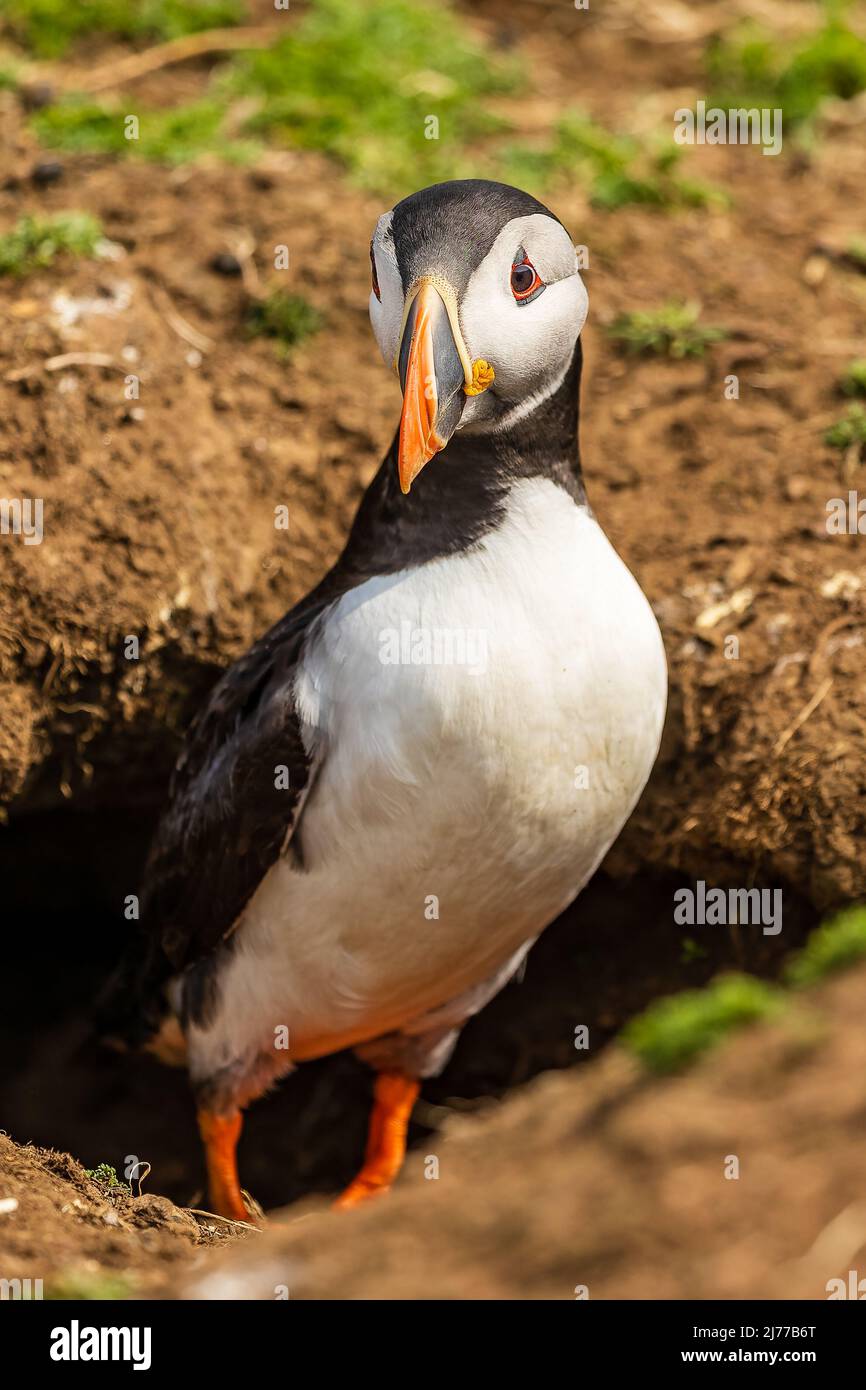 Atlantic Puffin (Fratercula arctica) près de l'entrée de son terrier sur l'île de Skomer, au pays de Galles, au Royaume-Uni Banque D'Images Atlantic Puffin (Fratercula arctica) près de l'entrée de son terrier sur l'île de Skomer, au pays de Galles, au Royaume-Uni Banque D'Images