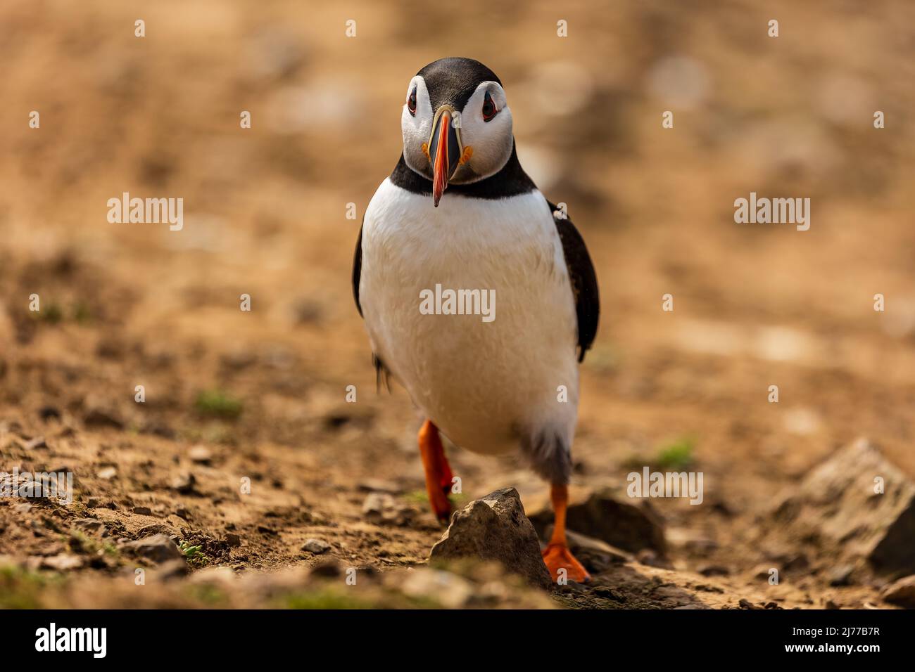 Puffin mignon et coloré (Fratercula arctica) traversant la zone de nidification en haut de la falaise vers son terrier (Skomer, pays de Galles, Royaume-Uni) Banque D'Images Puffin mignon et coloré (Fratercula arctica) traversant la zone de nidification en haut de la falaise vers son terrier (Skomer, pays de Galles, Royaume-Uni) Banque D'Images
