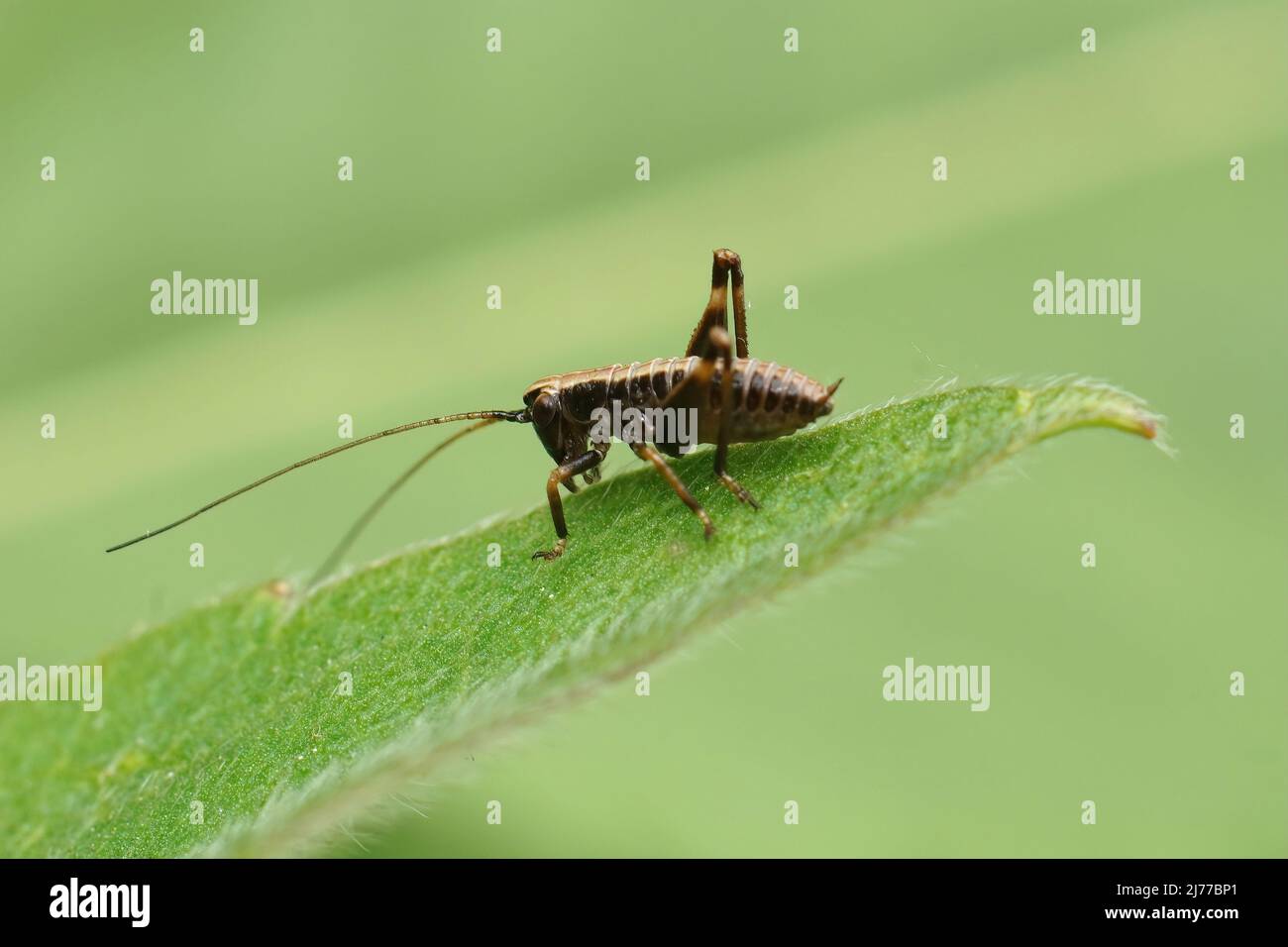 Gros plan sur les nymphes bruns du cricket de Dark Bush, Pholidoptera griseoaptera assis sur une paille de gazon dans le jardin Banque D'Images