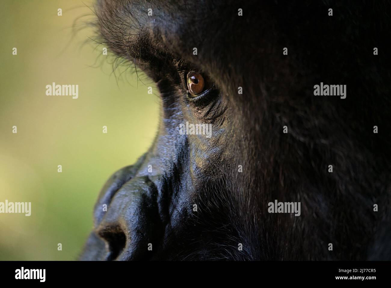 Un gros plan extrême d'un Gorilla de Silverback Banque D'Images