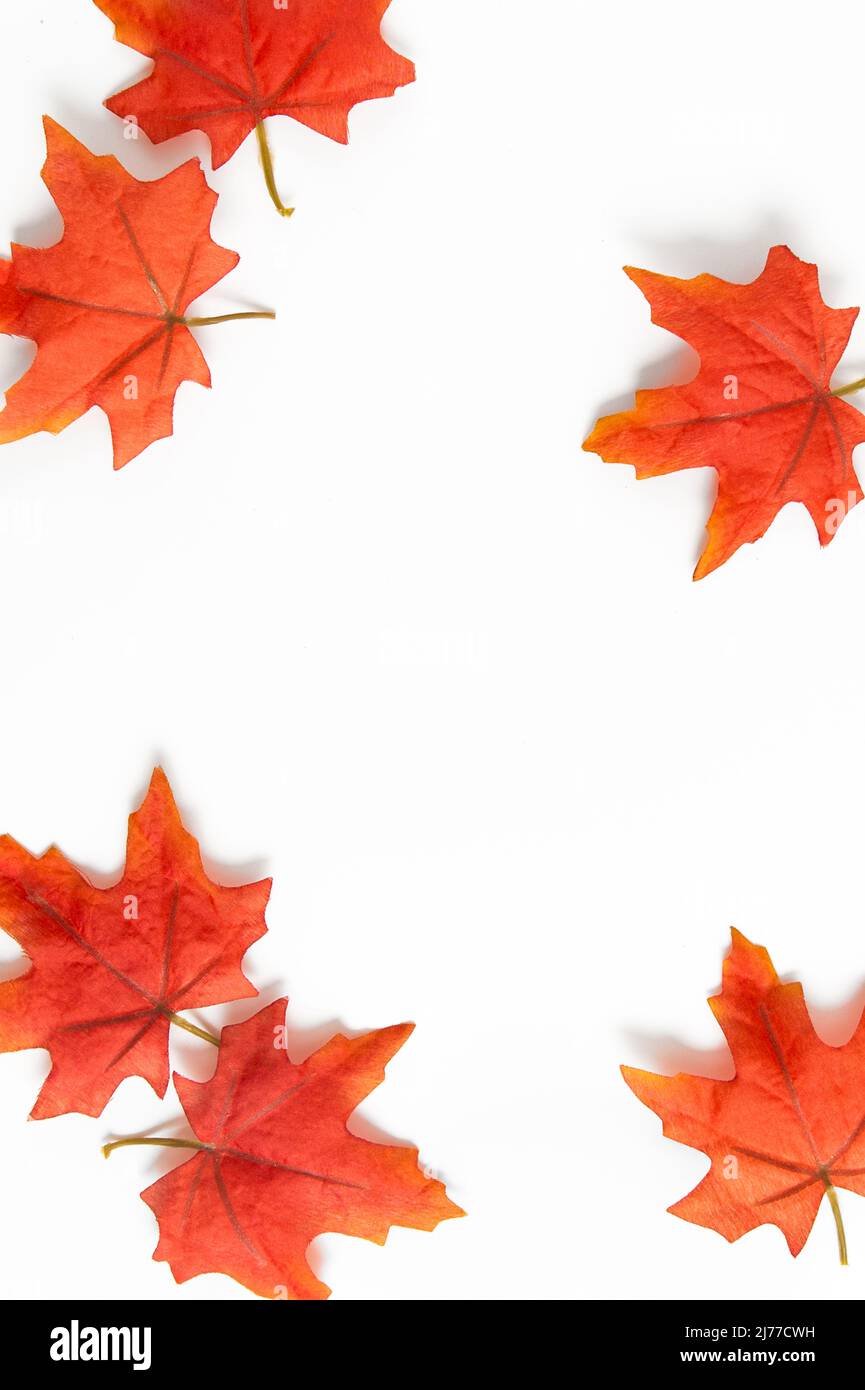 des feuilles d'automne orange vif sur les bords d'un fond blanc vierge Banque D'Images