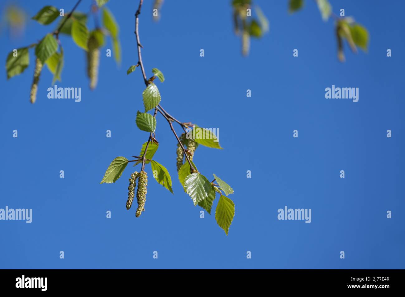 Branche d'un bouleau en fleur avec de jeunes feuilles et des chatons, le pollen peut causer des allergies, ciel bleu clair, espace de copie, foyer sélectionné Banque D'Images