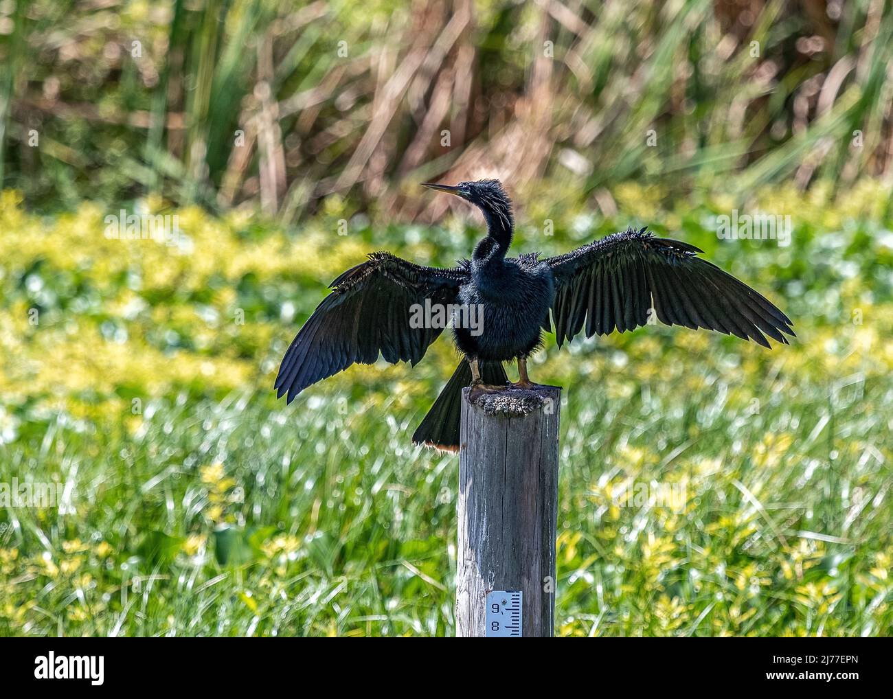 Les Anhingas adultes mâles sont des oiseaux d'eau noirs qui sont souvent vus sécher leurs ailes perchées le long des marais, des rivières, des étangs et de toute autre source d'eau douce Banque D'Images