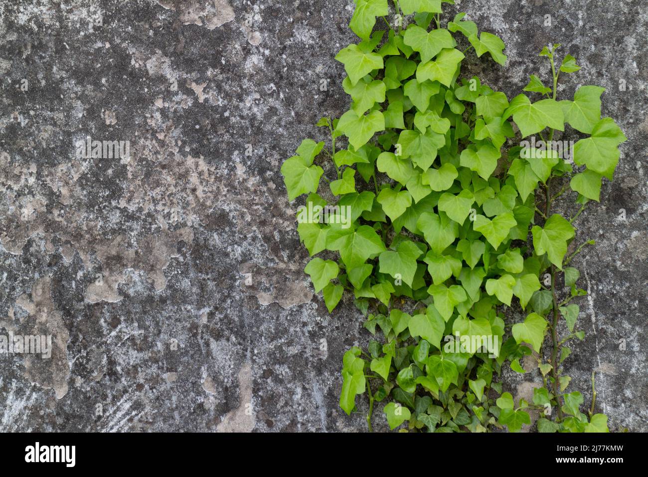 Escalade de lierre sur un vieux mur dans la campagne, Italie Banque D'Images