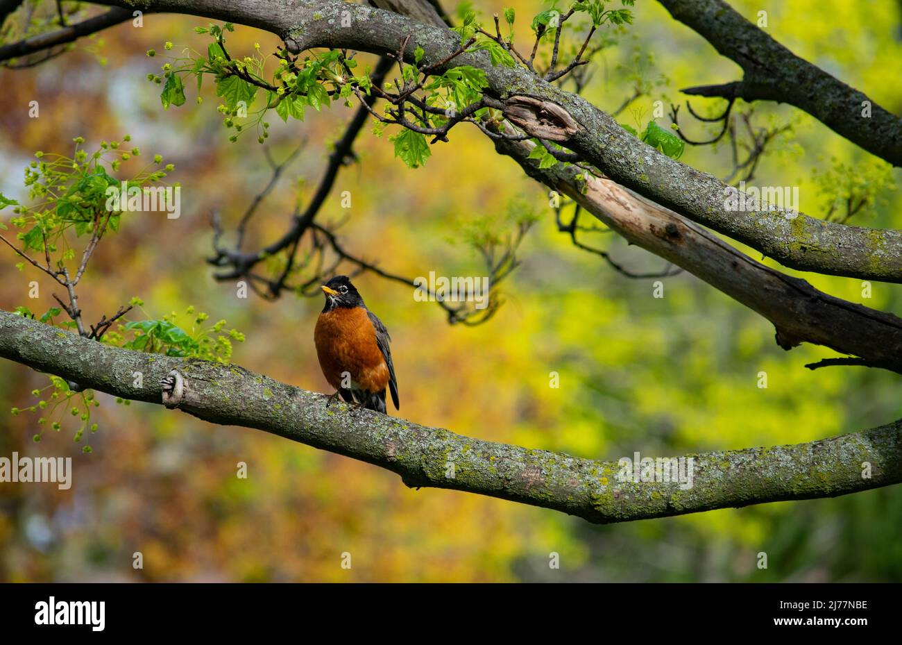 Un oiseau-Robin solitaire perçant sur une branche d'érable au début du printemps - photographie de stock Banque D'Images