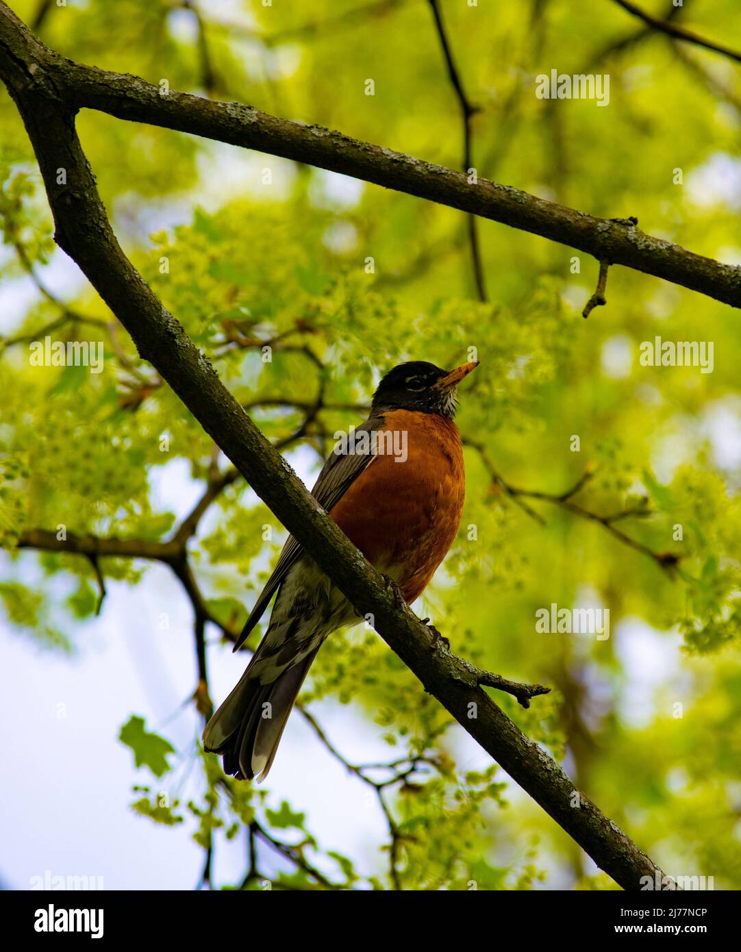 Un oiseau-Robin solitaire perçant sur une branche d'érable au début du printemps - photographie de stock Banque D'Images
