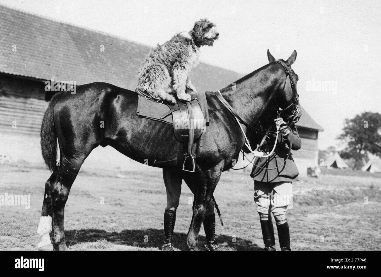 Une photo humoristique du chien régimentaire d'un bataillon du Staffordshire Regt s'assit à l'arrière d'un cheval Banque D'Images